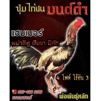 ราคา ไข่ไก่ชนพม่าตีหู ชุด5ไบผสมแม่ไก่ ส มีสุวรรณ รับประกันเชื้อ ส่งไว เจ้าแฮมเมอร์ (20931133830)