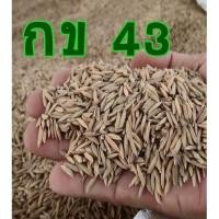 ราคา พันธุ์ข้าวกข43ข้าวจ้าวพันธุ์ใหม่หอมนุ่มอ่อนข้าวน้ำตาลต่ำ น้ำหนัก1กิโลกรัม (13869400864)