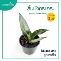 ราคา ลิ้นมังกรแคระ กระถาง 3 นิ้ว ไม้ฟอกอากาศ ต้นไม้ ต้นไม้ในร่ม ลิ้นมังกร (12472764118)