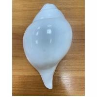 ราคา สังข์เป่า สังข์แท้ สังข์บูชา (19496130442)