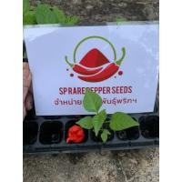 ราคา ต้นพริกแคโรไลนารีพเปอร์ Carolina Reaper แท้ (17162912200)