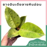 ราคา ยางอินเดียลายหินอ่อน กระถาง 4 นิ้ว ยางอินเดีย (19632493832)