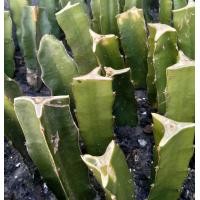 ราคา กิ่งพันธุ์แก้วมังกรเหลืองอิสราเอล ขนาดยาว 20 25ซม คละไซส์ มีราก ส่งขั้นต่ำ 4 กิ่ง 4 กิ่ง แถม 1กิ่ง (20552073803)