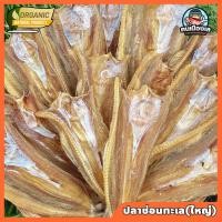 ราคา ปลาช่อนทะเลแห้ง ปลาช่อนทะเล เกรดเอ ไซส์ใหญ่ นน 1 กิโล ไม่เค็ม สด สะอาด ทำใหม่ ไม่ใส่สาร ทำเมนู ทอด ตำน้ำพริก แกง ส่งไว พร้อมส่ง คนเมืองเล (20733177664)
