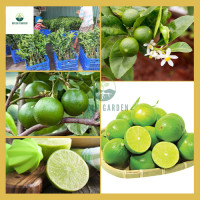 ราคา มะนาวไร้เมล็ด ต้นมะนาวไร้เมล็ด ต้นทาบ สูง 80 100 ซม ไม้ผลตลอดทั้งปี ต้านทานโรคได้ดี (20615491310)