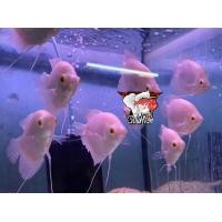 ราคา อาหารปลา ปลา แรดเผือกตาแดง ไซร้2 3นิ้ว หายาก เลี้ ยงง่ายโตเร็ว มีประกันคะ (20481147206)