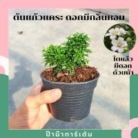 ราคา ต้นแก้วแคระ แก้วแคระมหามงคล ไม้แดด เมื่อโตขึ้นจะออกดอกตอนเช้า มีกลิ่นหอม (17345809975)