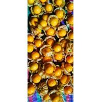 ราคา เคพกูสเบอร์รี่ โทงเทงฝรั่ง เบอร์รี่สีเหลือง 500กรัม 95 บาท รสชาติเปรี้ยวอมหวาน (21098471948)