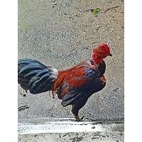 ราคา ไข่เชื้อ ไก่คอล่อน สำหรับฟัก 4 ฟอง แถม 1 ฟอง (21242658781)