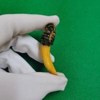 ราคา เขี้ยวหมูตัน ถักเชือก ยาว๒นิ้ว คุณวิเศษยอดเยี่ยมรอบด้านให้ผลทางอำนาจป้องกันสรรพอันตรายจากเขี้ยวงาของสัตว์ มีรููห้อยบูชา (16652376646)