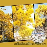 ราคา เมล็ดต้นเหลืองปรีดียาธร ตาเบเหลือง 100 เมล็ด เมล็ดพันธุ์ คัดเม็ดสมบูรณื อัตราการงอกสูง (9033259561)