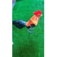 ราคา ไก่ปลอม แบบยาง ตัวผู้ สวยงาม (20704140330)