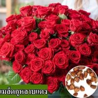 ราคา พร้อมส่ง ง่ายต่อการเติบโตเมล็ดกุหลาบแดง เมล็ดกุหลาบแดงสด 100 กลิ่นหอมของดอกไม้ที่เข้มข้น เมล็ดพันธุ์ดอกไม้บรรจุ 100 เมล็ดดอกกุหลาบแดงราคาถูก เมล็ดพันธุ์ดอกไม้บอนไซ เมล็ดพันธุ์ดอกไม้ประดับ เมล็ดพันธุ์ 