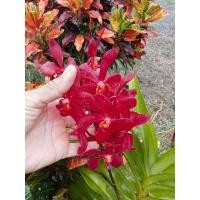 ราคา กล้วยไม้แวนด้าดอกทั้งปีมีหลายสี (20323174672)