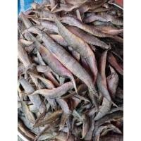 ราคา ปลาหลดพม่าตากแห้ง900 (21033991135)