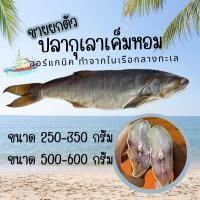 ราคา ปลากุเลาเค็มหอม ขนาด 250 350 กรัม ตัว และขนาด 500 600 กรัม ตัว (20850323102)
