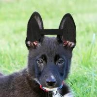 ราคา อุปกรณ์ดูแลหูสำหรับลูกสุนัขพันธุ์ลอฟเวอร์หูแบบยืนสำหรับสุนัขเยอรมันเชพเพิร์ดสีดำ (19754011057)