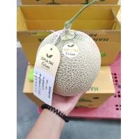ราคา เมล่อนญี่ปุ่น เจียไต๋ เมล่อน มรกต เนื้อในสีเขียว เนื้อหนา หวาน กลิ่นหอม น้ำหนักลูกละ 1 2 1 3 กิโลกรัม ลังละ 3 ลูก (19421627803)