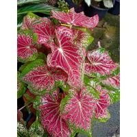 ราคา บอนสีไทย ฮกหลง ขายต้นลูก ขายเป็นต้น ส่งทั้งกระถาง (11678558112)