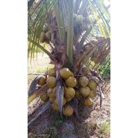 ราคา พันธ์ุมะพร้าวแกงต้นเตี้ย มะพร้าวพันธุ์มาตะก์ ชุดละ 2ต้น (12519779956)