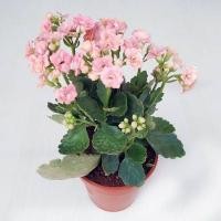 ราคา 30 เมล็ดพันธุ์ Bonsai Seeds เมล็ด กุหลาบหินดอกซ้อน ไม้อวบน้ำ กุหลาบหิน Kalanchoe blossfeldiana Seed อัตราการงอก 80 85 (11769304829)