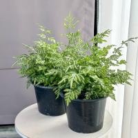 ราคา Treeno 9 T6 เฟิร์นใบเงิน Silver lace fern ใบมีเสน่ห์ ช่วยออมทรัพย์ พุ่มใหญ่ กระถาง 6 นิ้ว (21123333772)