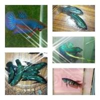 ราคา ปลากัดอีสานแพคคู่สวยๆ 2ตัว โปร ส่งด่วน สินค้ารับประกัน100 อายุ 5 เดือน ตัวใหญ่ พร้อมผสมมาใหม่ อัพเดต (21029138904)