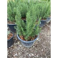 ราคา ต้นโรสแมรี่ โรสแมรี่คลูลิ่ง ใบมีกลิ่นหอม กระถาง 6 8 นิ้ว (21055185935)