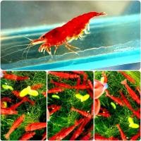 ราคา กุ้งแคระ มีหลายแบบ (20784655417)