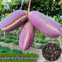 ราคา พร้อมส่ง เมล็ดแตงโมสิงหาคมสด 100 ปลูกง่าย ผลหวาน ฉ่ำ อร่อย แพ็ค 50 เมล็ด ผสมเมล็ดแตงโมสิงหาคม เมล็ดผลไม้กินได้ เมล็ดพืชผัก พันธุ์ไม้ผล บอนไซ บอนไซ ต้นแคระ ผลไม้อร่อย เมล็ดพันธุ์ดอกไม้ เมล็ดพันธุ์ไม้ผ