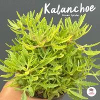 ราคา Kalanchoe Green Spider กุหลาบหิน cactus succulentหลากหลายสายพันธุ์ (20905997668)