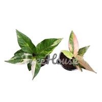 ราคา โชคเก้าชั้น ด่างขาว ด่างชมพู กระถาง 6 นิ้ว (20703414805)