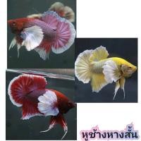 ราคา ปลากัดหม้อหูช้าง เพศผู้ มีหลากหลายสีสัน สวยงาม รับประกันสินค้า (21199255320)