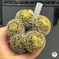 ราคา ขนนกเหลือง Mammillaria Schiedeana กระบองเพชร แคคตัส ไม้อวบน้ำ cactus succulent (5200896585)