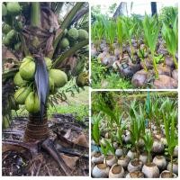 ราคา พันธุ์มะพร้าวชุมพร2 มะพร้าวแกง3ปี มะพร้ากะทิใต้ พันธุ์มะพร้าวแกงต้นเตี้ยให้ผลผลิตเร็ว สายพันธุ์แท้100 (13432445054)