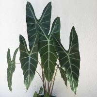 ราคา Alocasia longiloba ว่านพญางูจงอาง ป้องกันงูเข้าบ้าน พิษงูต่างๆ (7554266621)