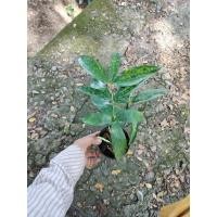 ราคา ต้นแหย่แย้ ไม้มงคลราคาถูกๆ (20820919032)