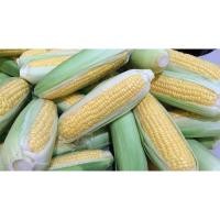 ราคา สดจากสวน ข้าวโพดหวาน แพ็ค 3 ฝักสด สด จากสวน ราคาถูก ราคาส่ง (20966086775)