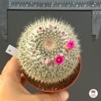 ราคา แมมแม่เฒ่า แมมฮาเนียน่า Mammillaria Hahniana แคคตัส กระบองเพชร cactus succulent (4528782677)
