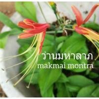 ราคา ว่านมหาลาภ ว่านกวักนางพญาหงสาวดี เป็น มีคุณประโยชน์ด้านเมตตามหานิยม ปลูกเลี้ยงดีจะชักนำให้เกิดลาภผลทวีคูณ (3861210111)