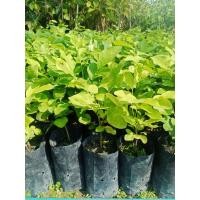 ราคา ต้นโปร่งฟ้าสมุนไพรสรรพคุณของสมุนไพรโปร่งฟ้า ใบโปร่งฟ้า มีรสหอมหวาน รสเผ็ดร้อน แก้ผื่นคัน แก้พิษตะขาบ ห้ามเลือด ขยี้พอกที่แผลสด แก้ท้องอืดเฟ้อ แก้ไอเจ็บคอ ขับลม (17983494214)