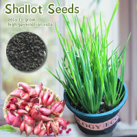 ราคา ปลูกง่าย ปลูกได้ทั่วไทย เมล็ดสด100 เมล็ดพันธุ์ หอมแดง บรรจุ 200เมล็ด ถุง Organic Shallots Seeds เมล็ดหอมแดง เมล็ดพันธุ์ผัก ต้นไม้มงคล ผักสวนครัว เมล็ดบอนสี บอนไซ พันธุ์ผัก เมล็ดผัก เมล็ดพันธุ์พืช อร่อ