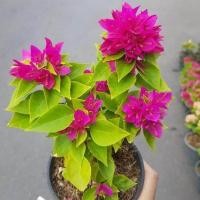ราคา ต้นเฟื่องฟ้าแคระ เฟื่องฟ้า Bougainvillea เฟื่องฟ้าสาวิตรี ดอกสีสดใส สีชมพูบานเย็น จัดส่งพร้อมกระถาง 4 นิ้ว ลำต้นสูง 20ซม (20978111732)