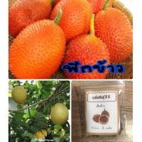 ราคา เมล็ดพันธุ์ ฟักข้าว เมล็ดฟักข้าว (8687051753)