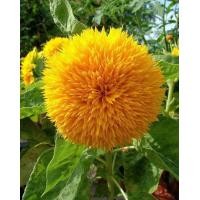 ราคา เทดดี้แบร์ อินพรูฟ TeddyBear Sunflower improve เมล็ดพันธุ์ ทานตะวันดอกซ้อน 60 65 เมล็ด Plant Seeds (7987431068)