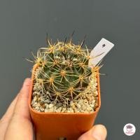 ราคา Horridocactus horridus กระบองเพชร ไม้อวบน้ำ Cactus Succulent (21055427689)
