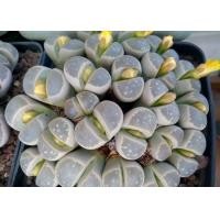 ราคา 20 เมล็ด ไลทอป กระบองเพชร ไม้อวบน้ำ กุหลาบหิน แคคตัส Living Stone Lithops เพาะเมล็ด สายพันธุ์ olivaceae C109 (19905201156)