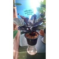 ราคา ต้น กุมารดำ เรียกทรัพย์ Black cadinal ฟิโลเดนดรอน แบล็คคาดินัล กระถาง 11 นิ้ว ไม้ฟอกอากาศ (8473653369)