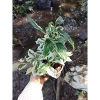 ราคา ต้นชะพลูด่าง ไม้ด่างสวยๆเลี้ยงง่ายราคาถูก (20820858899)