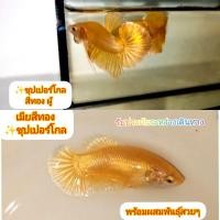 ราคา ปลากัดสีทอง 2ตัว ผู้ เมียพร้อมผสมพันธุ์ ปลากัดชุปเปอร์โกล เกรดปกติ ปลากัดสีทองล้วน ปลากัดสวยๆ ปลากัดสีมงคล ปลากัดสวยงามโชว์สวยๆ 2ตัวผู้เมียขนาด 1 3 1 6 ตัวใหญ่พร้อมผสมพันธุ์ (21281543649)
